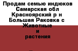 Продам семью индюков - Самарская обл., Красноярский р-н, Большая Раковка с. Животные и растения » Птицы   